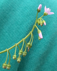 Claytonia parviflora