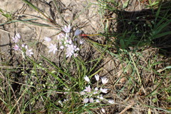Allium drummondii