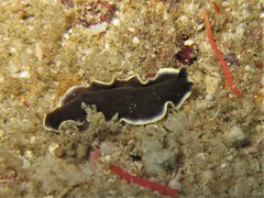 Pseudoceros prudhoei