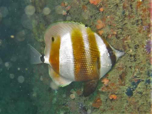 Butterflyfish (Coradion chrysozonus) — Chaetodontidae — 2