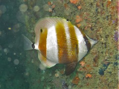 Coradion chrysozonus