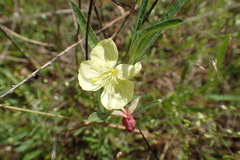 Oenothera spachiana