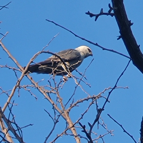 Mississippi Kite observed by uncommoncassie