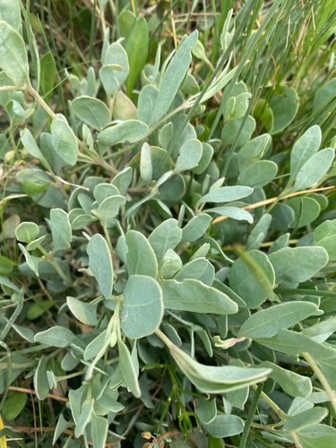 Sea-purslane