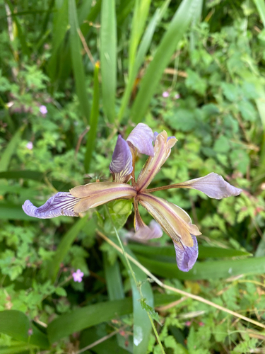 Stinking iris