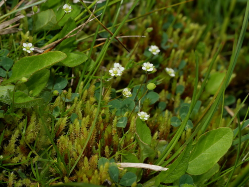 Alpine Pearlwort