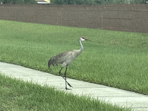 Sandhill Crane observed by bryangmacdonald