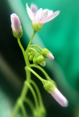 Claytonia parviflora