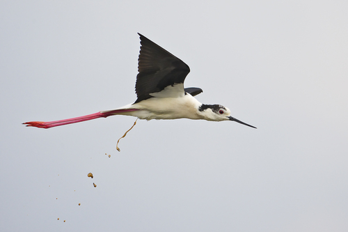 Black-winged Stilt