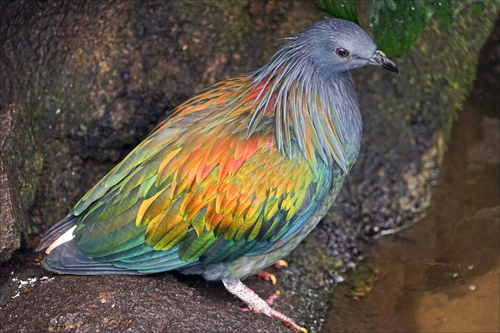 Nicobar Pigeon