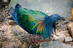 Nicobar Pigeon photo 3