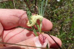Oenothera spachiana