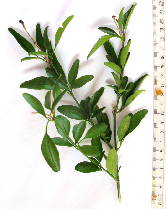 Jasminum tortuosum, Gamkaberg cliff site, South Africa, by yvettevanwijk1941