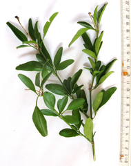Jasminum tortuosum