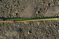 Poa subfastigiata