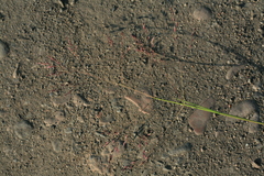 Poa subfastigiata
