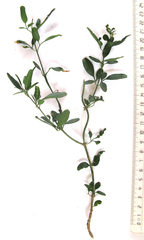 Jasminum tortuosum