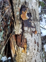 Phaeotremella foliacea
