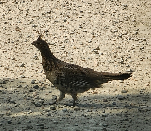 Ruffed Grouse observed by jenaitkens