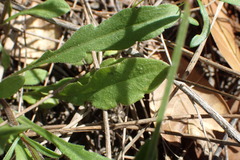 Erigeron geiseri