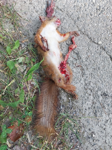 Eurasian Red Squirrel