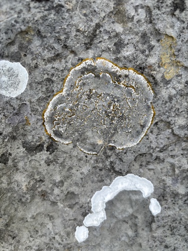 Squamulea galactophylla