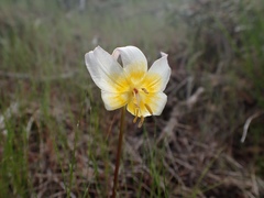 Erythronium helenae