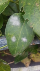 Golovinomyces vincae