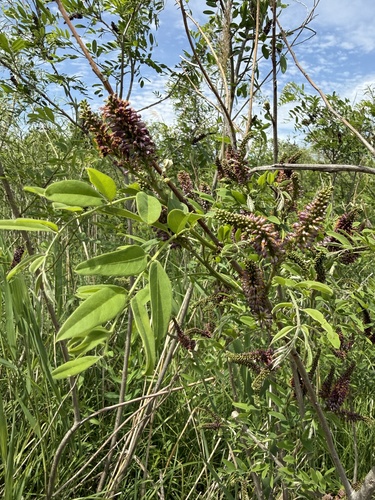 false indigo bush