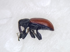 Dorytomus dorsalis