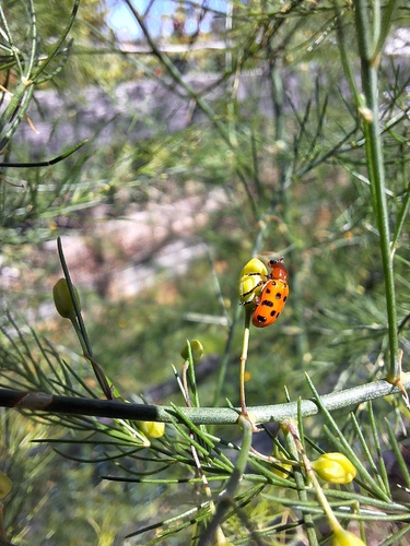 Spotted Asparagus Beetle