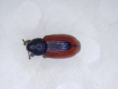 Dorytomus dorsalis