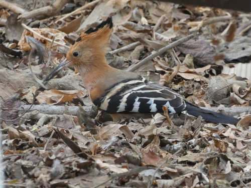 Madagascar Hoopoe (Upupa marginata), photo 6