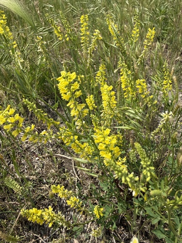 Yellow Sweetclover