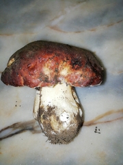 Butyriboletus