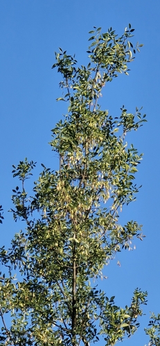 Fraxinus dipetala
