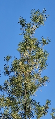 Fraxinus dipetala