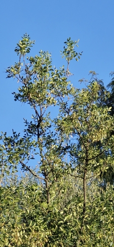 Fraxinus dipetala, photograph 2