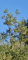 Fraxinus dipetala, photograph (c) Jonas Katona, some rights reserved (CC BY)