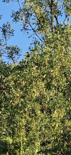 Fraxinus dipetala, photograph 3