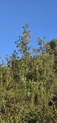Fraxinus dipetala, photograph (c) Jonas Katona, some rights reserved (CC BY)