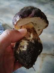 Butyriboletus