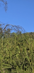 Fraxinus dipetala, photograph (c) Jonas Katona, some rights reserved (CC BY)