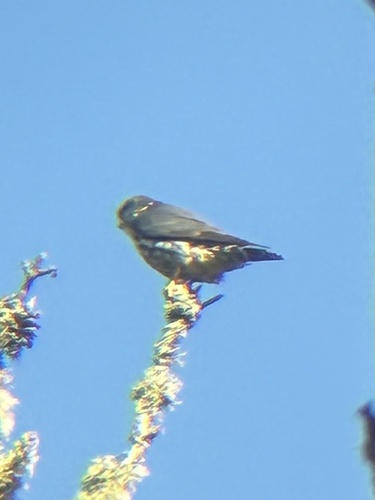 Merlin observed by msexplores