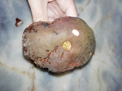 Butyriboletus