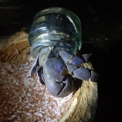 Coenobita violascens