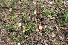 Erigeron geiseri