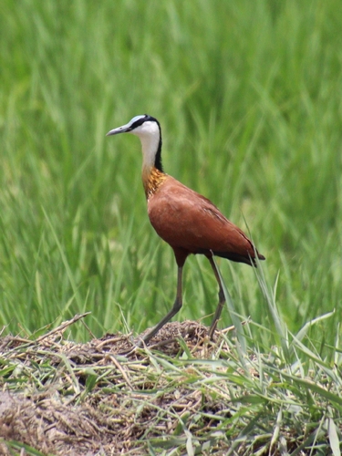 iNaturalist image