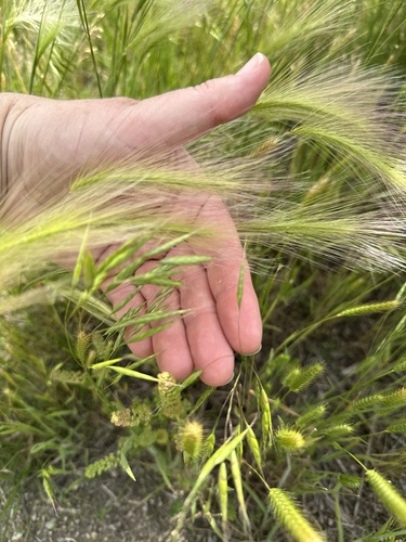 Foxtail Barley