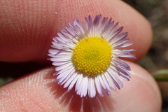 Erigeron geiseri